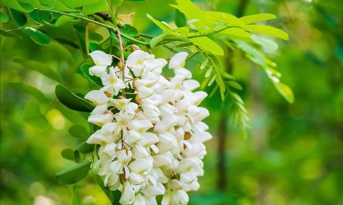 军博仕修护霜和军博士芦荟胶混合在一起可以用吗-【军博仕修护霜和军博士芦荟胶混合在一起可以用吗】军博仕德方芦荟胶 - 军博士芦荟胶的功效网