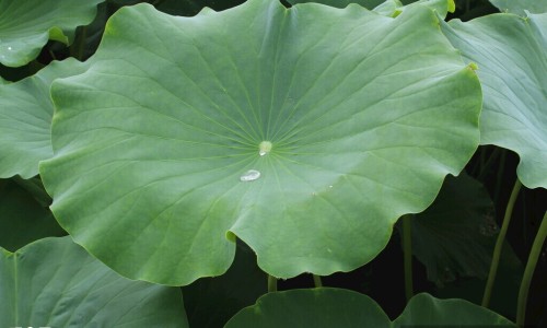 军博士芦荟胶和完美芦荟胶哪个好-【军博仕修护霜和军博士芦荟胶混合在一起可以用吗】军博仕德方芦荟胶 - 军博士芦荟胶的功效网